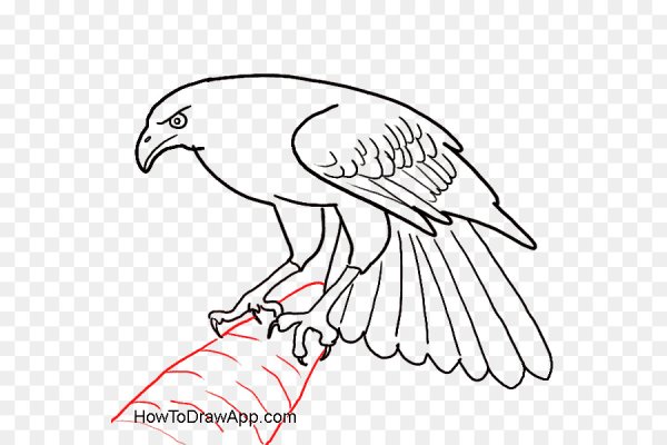 Ястреб рисунок для детей поэтапно