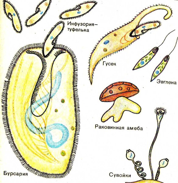Одноклеточные простейшие