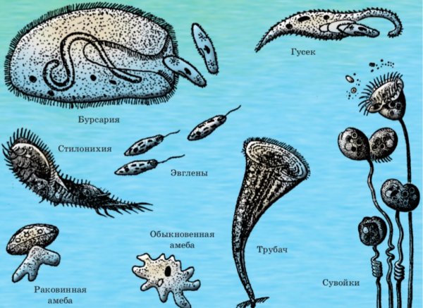 Простейшие организмы