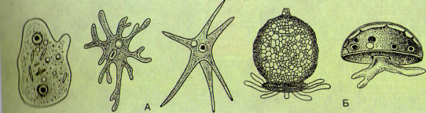 Многообразие водных простейших лабораторная работа