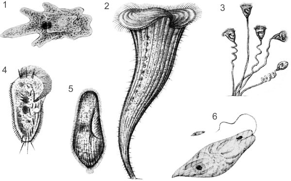 Инфузория трубач строение