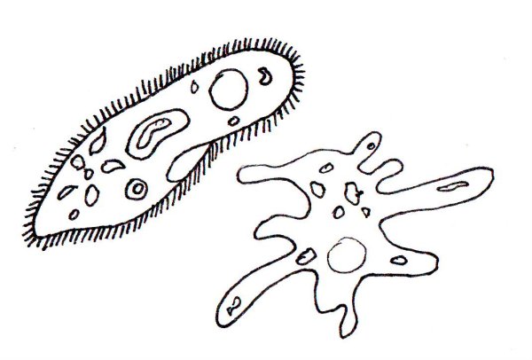Животные одноклеточные инфузории туфельки