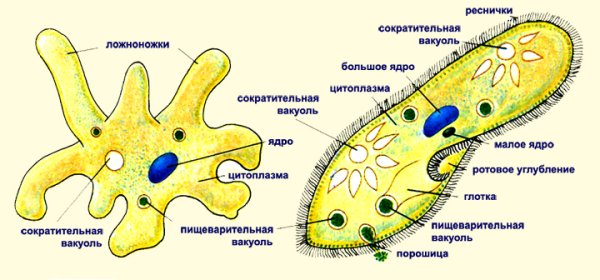 Строение амебы обыкновенной