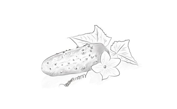 Огурец раскраска