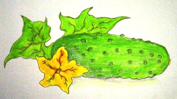 Огурец раскраска для малышей