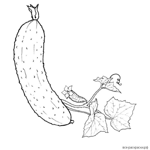 Контур огурца для раскрашивания
