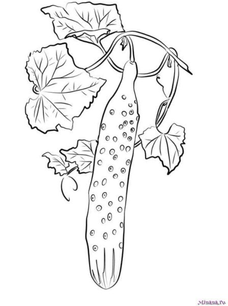 Огурец вектор