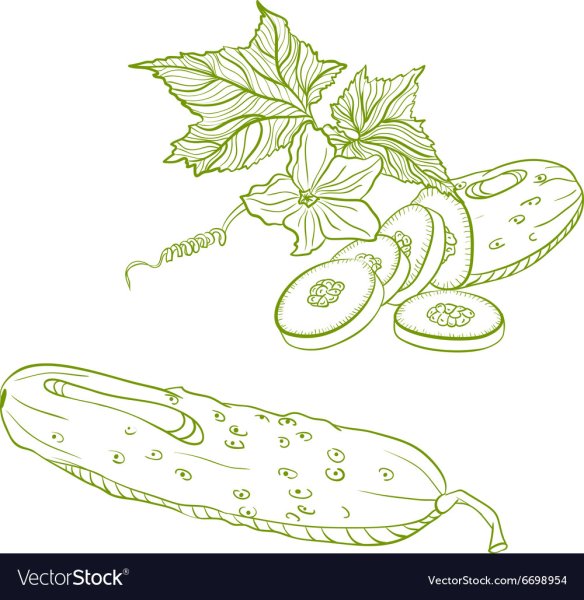 Огурец рисунок карандашом