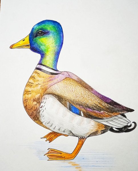 Рисование уточки