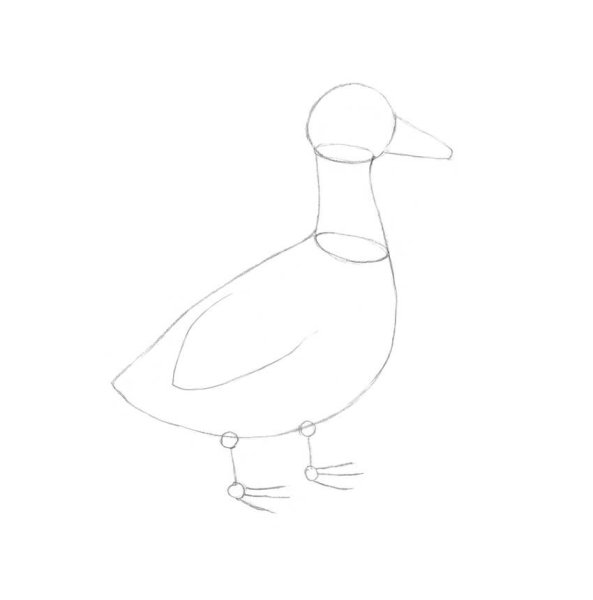 Этапы рисования уточки
