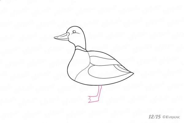 Набросок утки