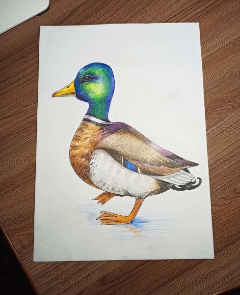 Поэтапное рисование цыпленка