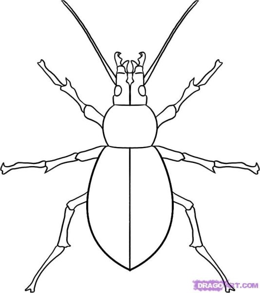 Рисование насекомых Жук
