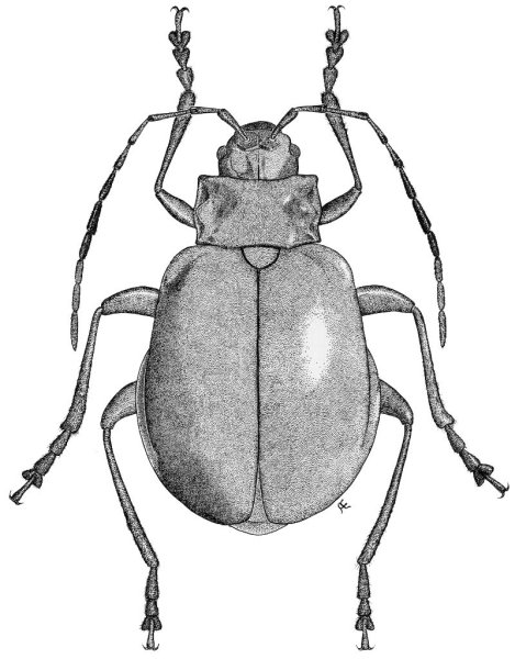 Рисунки Жуков
