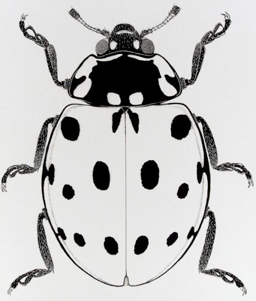 Симметричный Жук