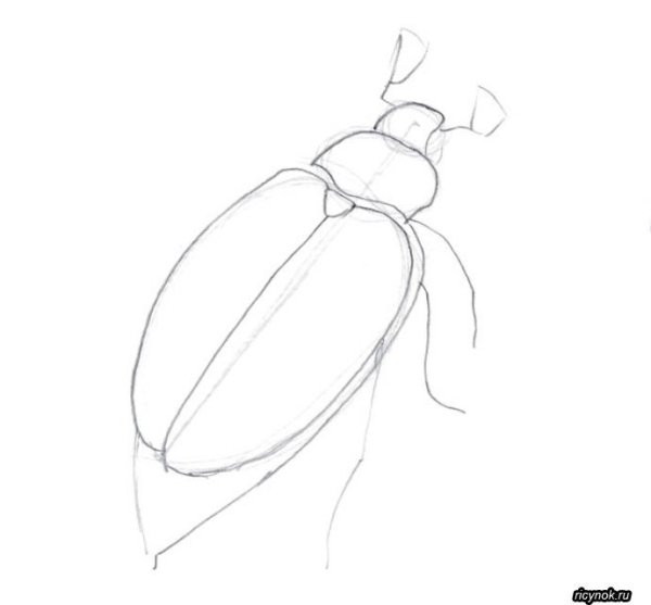 Майский Жук рисунок