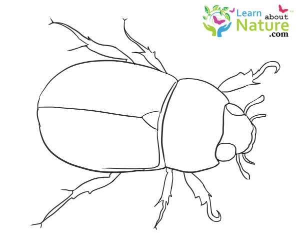 Майский Жук раскраска для детей