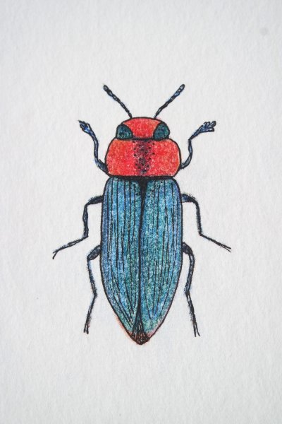 Жук для рисования