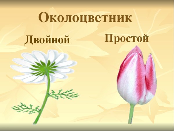 Двойной околоцветник околоцветник