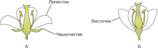 Строение цветка околоцветник схема