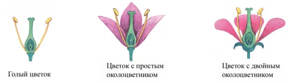 Строение цветков с двойным и простым околоцветником