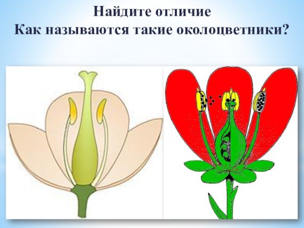 Обоеполый цветок с двойным околоцветником