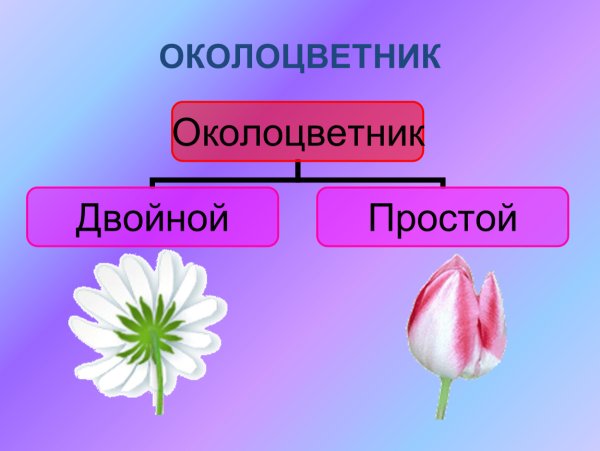 Простой околоцветник и двойной околоцветник