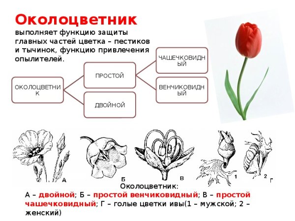 Околоцветник простой и двойной схема