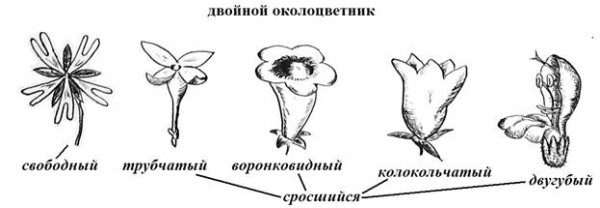 Типы цветков по строению околоцветника