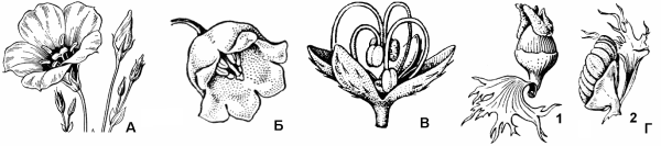 Чашечковидный и венчиковидный околоцветник