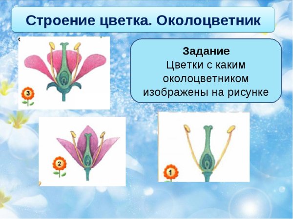 Строение околоцветника