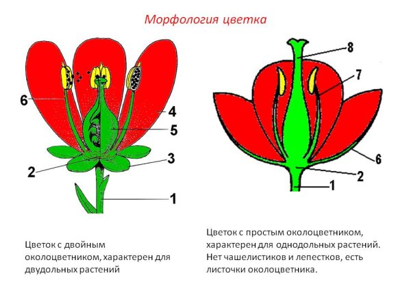 Схема цветка однодольных и двудольных