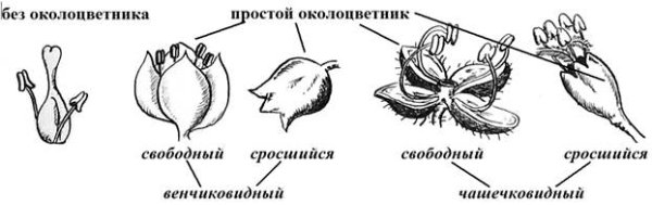 Простой чашечковидный околоцветник