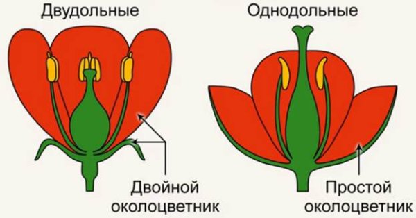 Строение цветков однодольных и двудольных растений
