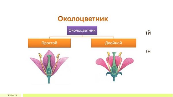 Что такое околоцветник в биологии 6 класс