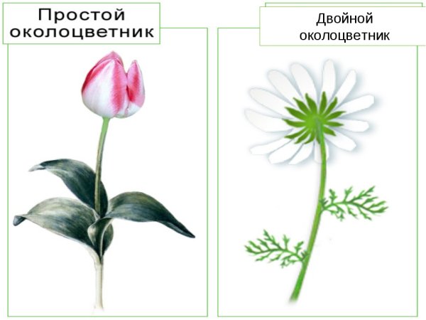 Простой и сложный околоцветник