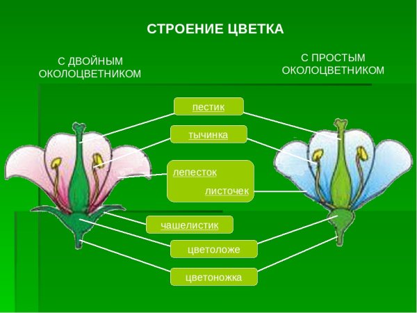 Околоцветник схема цветка