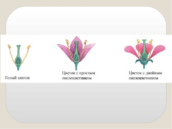 Строение цветка с двойным околоцветником