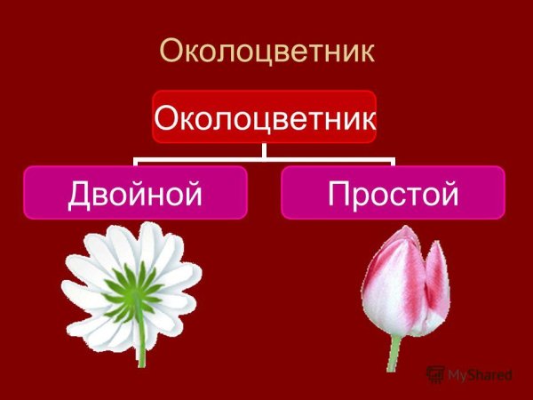 Двойной околоцветник околоцветник