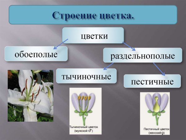 Обоеполые и раздельнополые цветки