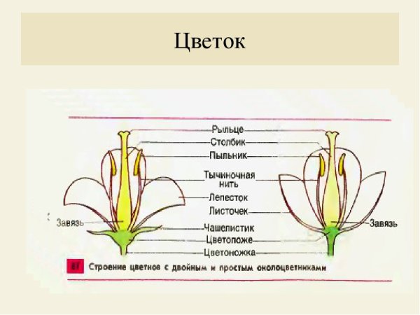Строение цветка околоцветник схема