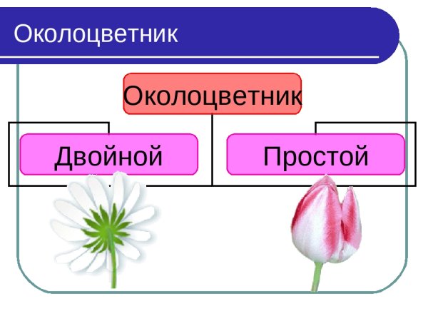 Из чего состоит простой околоцветник