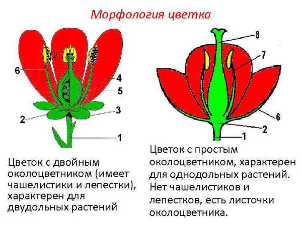 Строение цветков с двойным и простым околоцветником