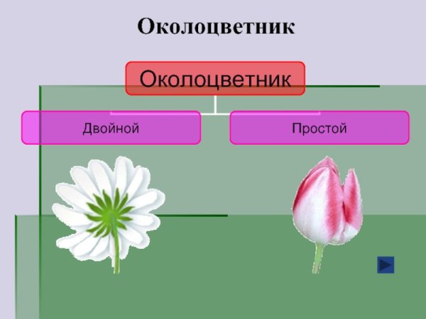 Картофель двойной околоцветник