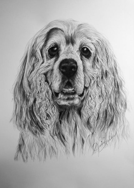 Блю спаниель