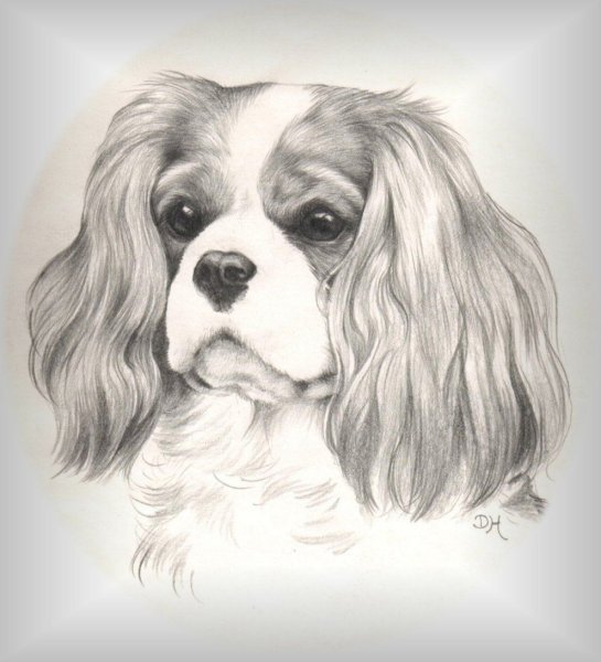 Кокер спаниель рисованй