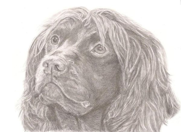 Американский кокер спаниель карандашом