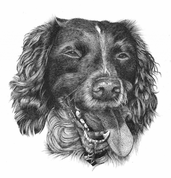 Наброски кокер спаниель
