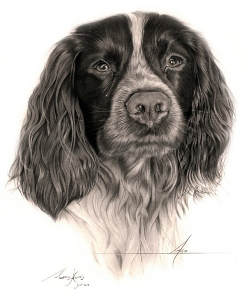 Спаниель скетчинг