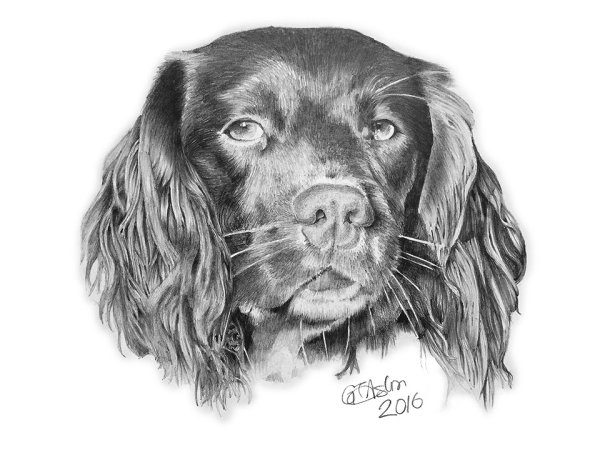 Спаниель английский контур